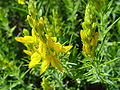 Genista hirsuta in flower.