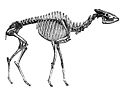 Bộ xương của Helladotherium (đã tuyệt chủng)