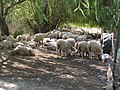 Испания. Стадо овец на отдыхе