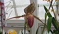 羅氏兜蘭 Paphiopedilum rothschildianum