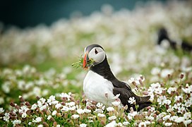 Un macareux moine collectant du matériel pour construire son nid sur l'ile de Skomer au pays de Galles. Avril 2022.