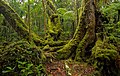 Image 11Antarctic beech old-growth in Lamington National Park, Queensland, Australia (from Old-growth forest)