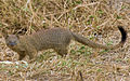 common slender mongoose