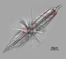 Micrografía fluorescente dun acantario con simbiontes Phaeocystis con fluorescencia vermella (clorofila)