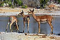 Black-faced female impalas at waterhole