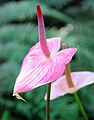 செங்கால் அல்லி(Flamingo Lily) (அந்தூரியம் andraeanum), United States Botanic Garden
