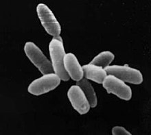 Halobacterium sp. strain NRC-1, each cell about 5 μm in length