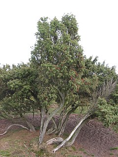 Juniperus communis, podgrupa communis u Holandiji