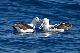 Paro de Galapaga albatroso en Tasmanio