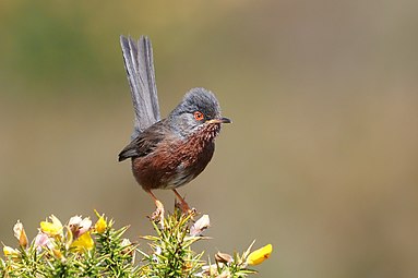 Silvie de tufiș (Sylvia undata)