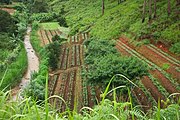 Coffee terrace near Da Lat