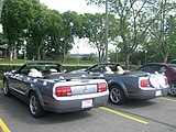 Two decorated mustangs