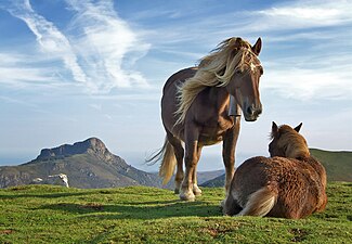 2008 – Koně na kopci Bianditz, Španělsko. Za nimi je vidět hora Aiako Harria