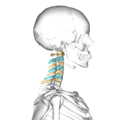 Cervical vertebrae, lateral view (shown in blue and yellow)
