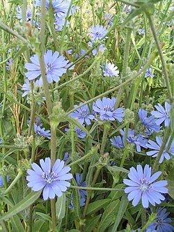 Άγριο αντίδι, Κιχώριον το εντενές (Cichorium pumilum).