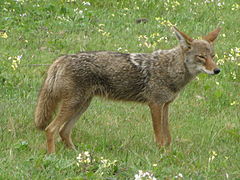 Ikoyote Canis latrans