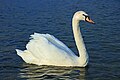 en:Mute_Swan, en:Nordic_countries, en:Puszcza_Piska