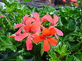 Flores zigomórficas de um gerânio (género Pelargonium)