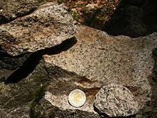 Vzorka špecializovaného granitu S-typu z oblasti sedla Súľová vo Volovských vrchoch