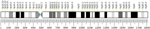 Chromosome 5 humain