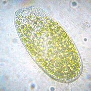 A Paramecium bursaria about 100 μm long