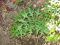 Feuille d'Acanthus spinosus.