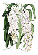 Aerides nobile The Orchid Album 1865