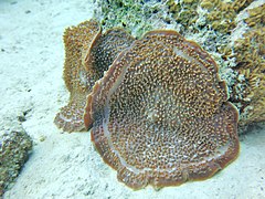 Amplexidiscus fenestrafer, un corallimorphe