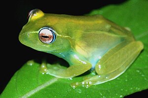 En hobelfask (Boophis ankaratra)