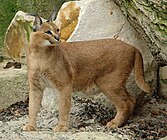 Brown cat with tufted ears