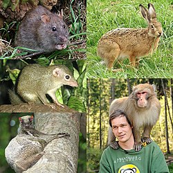 De alto ad basso (sinistre): ratto, tupaia, colugo; (dextera) lepore, macaco con human.