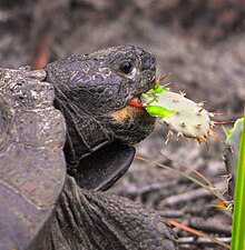 Tortuga alimentándose de un cactus