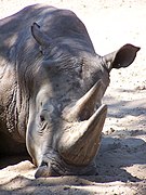 Whi, un rhinocéros blanc mâle.