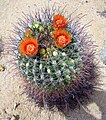 Barrel-kaktusz