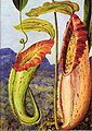 Nepenthes northiana, 1876