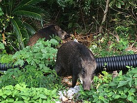 大石林山のリュウキュウイノシシ