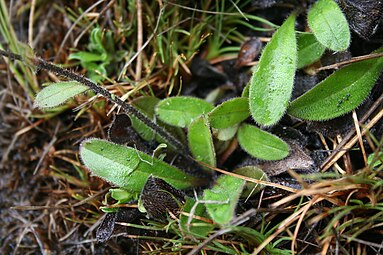 Leaves