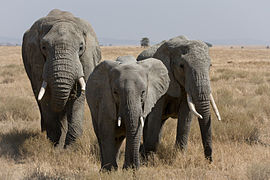 Африканські слони