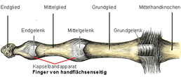 Knochen und Bänder eines Langfingers