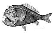 Anoplogaster cornuta, рибе које праве засједе свом плијену