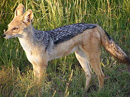 Panyókás sakál (Canis mesomelas)