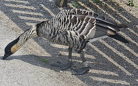 Ĉe humideja rezervejo WWT Slimbridge en Anglio.