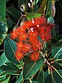 Corymbia ficifolia, by Noodle snacks