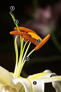 Lilium longiflorum flower parts, by JJ Harrison