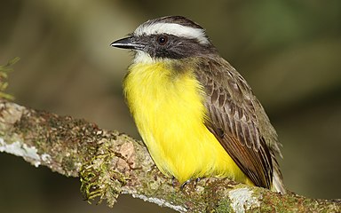 M. s. columbianus Darién National Park, Panama