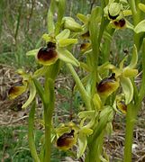 Groupe de fleurs