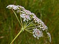 Složený okolík smldníku jeleního (Peucedanum cervaria)