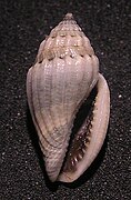 Eucithara novaehollandiae.