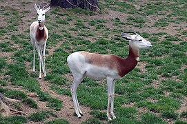 Dama gazelle (Nanger dama).