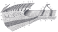 Limbus laminæ spiralis and membrana basilaris
